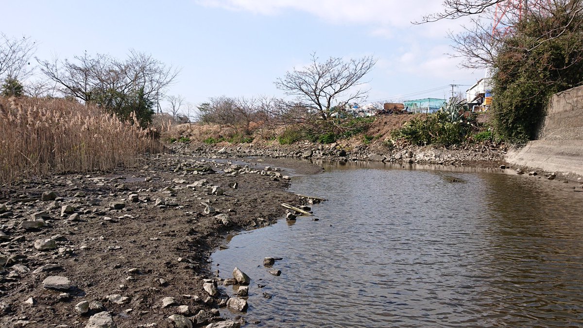 ট ইট র 小宮 春平 福岡県生物多様性アドバイザー 0号塩性湿地 仮称 の事前調査へ 冬場でしたが34種類 内絶滅危惧11種 を確認できました 僅か50m程の距離を挟んで流れる2本の180mの小川ですが 軟泥から砂干潟 アシ原など様々な環境を持っており 生き物の ট ইট র 小宮 春平 福岡県生物多様性アドバイザー 0号塩性湿地 仮称 の事前調査へ 冬場でしたが34種類 内絶滅危惧11種 を確認できました 僅か50m程の距離を挟んで流れる2本の180mの小川ですが 軟泥から砂干潟 アシ原など様々な環境を持っており 生き物の