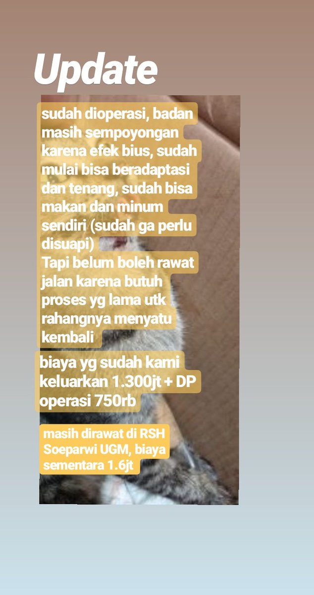 Update terbaru kucing ini.