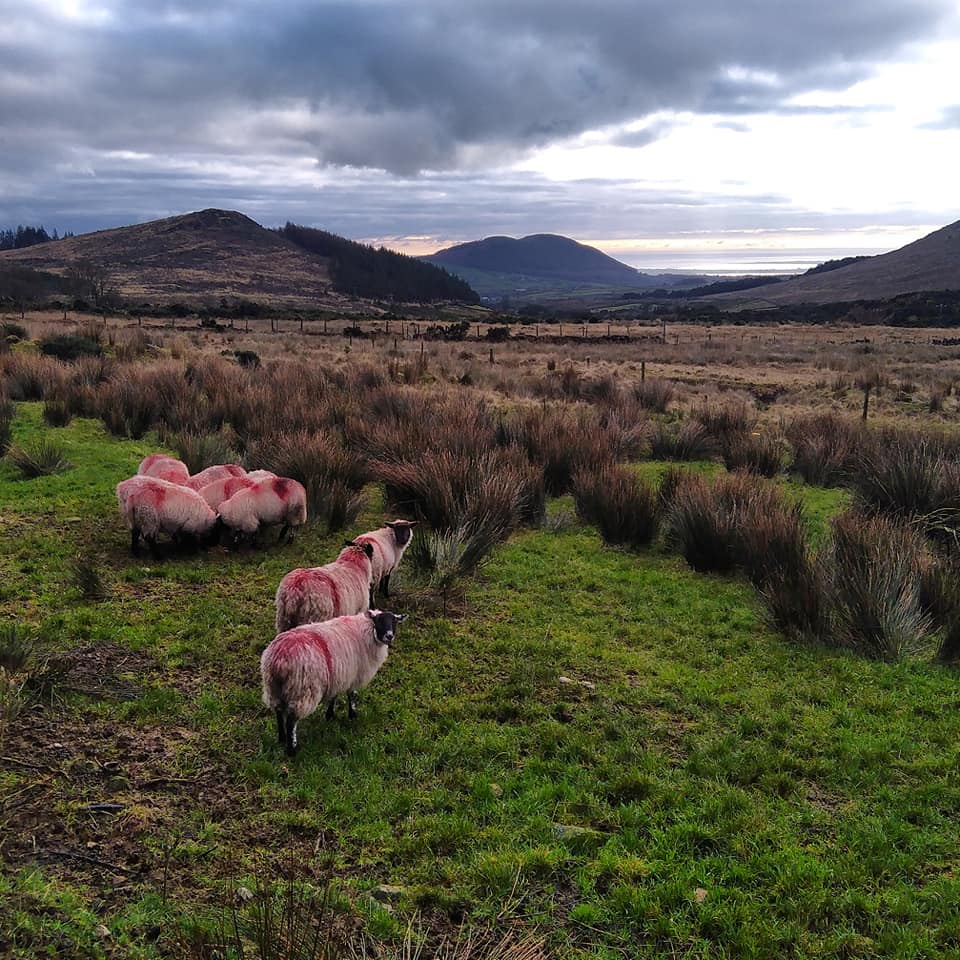 Beautiful Mourne Mountains, Co Down, N  #Ireland. Mournes are made up of 12 mountains with 15 peaks & include the famous Mourne wall (keeps sheep & cattle out of reservoir)! Area of Outstanding Natural Beauty. Partly  @NationalTrustNI. Daniel Mcevoy (with lovely cat!)  #caturday