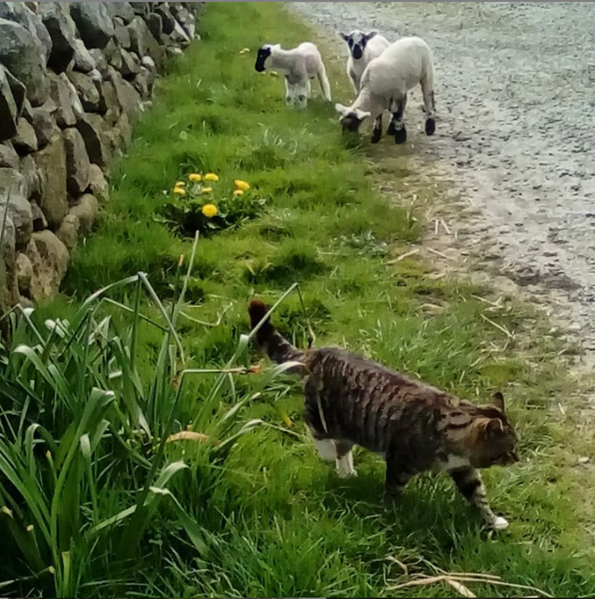 Beautiful Mourne Mountains, Co Down, N  #Ireland. Mournes are made up of 12 mountains with 15 peaks & include the famous Mourne wall (keeps sheep & cattle out of reservoir)! Area of Outstanding Natural Beauty. Partly  @NationalTrustNI. Daniel Mcevoy (with lovely cat!)  #caturday