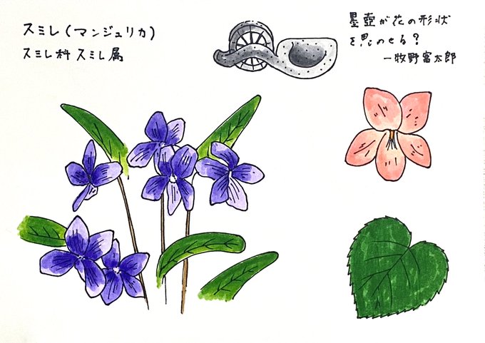 スミレのtwitterイラスト検索結果 古い順
