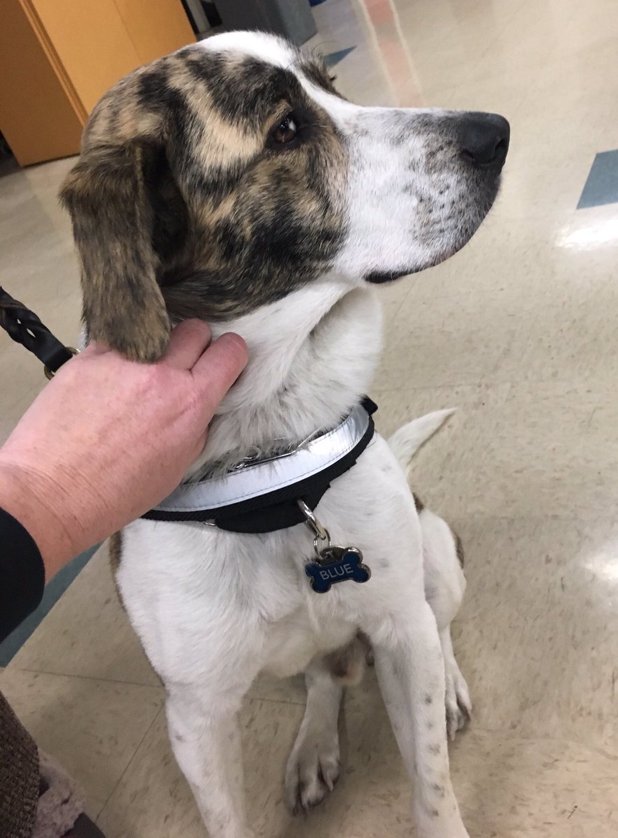 masttherapydogs's tweet photo. Lovin on the students at Grant HS! Therapy Friday! #mast #therapydogs https://t.co/Ua74VR5j78
