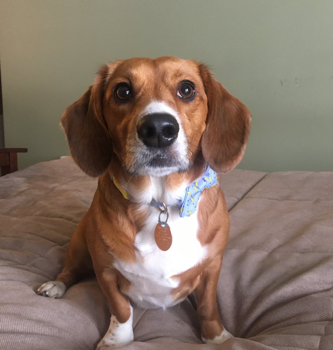 anniebelch's tweet photo. Nerd post alert: @DrBMK_RD and I named our baby girl Kali, short for Kalium = potassium in Latin. We just got her a collar with bananas and I can’t with her cuteness 🥰 #NephNerd https://t.co/Ze0Y7vatPA