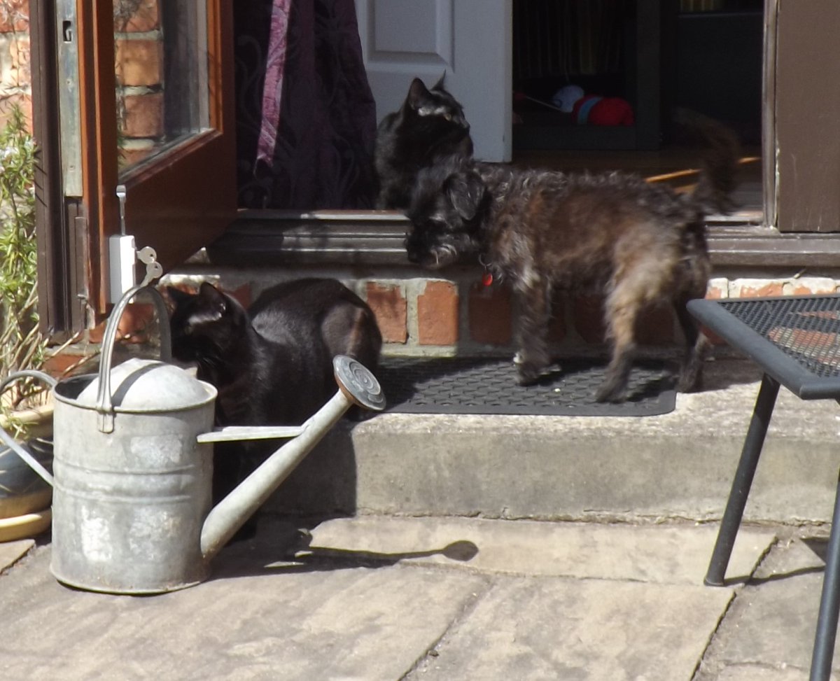 ProgWinds's tweet image. No Dreamies or Bonios given this #Caturday as #Progdog decided to sneak out of the cat flap at 6am then bark to get back in! I think #Coco and #Cyd put her up to it!