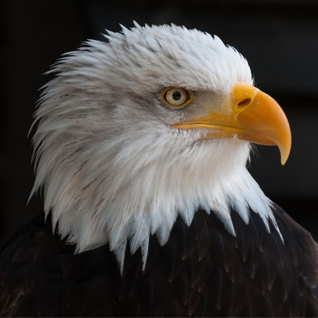 PeekskillGuides's tweet image. Join the festivities at the Riverfront Green Park for the Hudson River Eaglefest until 3PM today. #HudsonValleyEvents #PeekskillGuides #SuburbanGuides #Peekskill #Westchester #Music #Food #NewYork