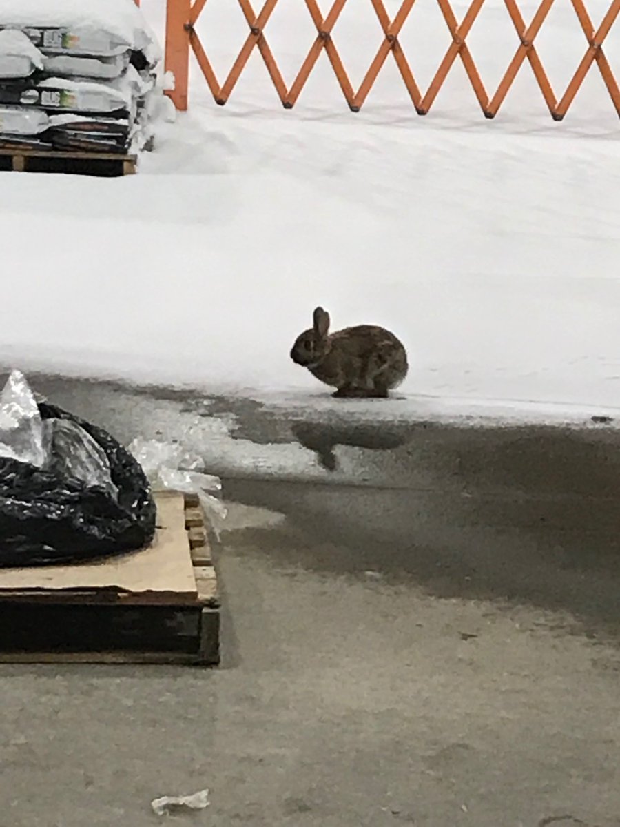 THD_WillistonVT's tweet image. Snowmagedon 2020 !
20” of snow won’t stop Williston 4501! Shoveling under the beautiful full moon with our bunny mascot.
Keeping our associates and customers safe.
#d237strong #whyiworksafe 
@marantes1 @whipplenh @JasonArigoni