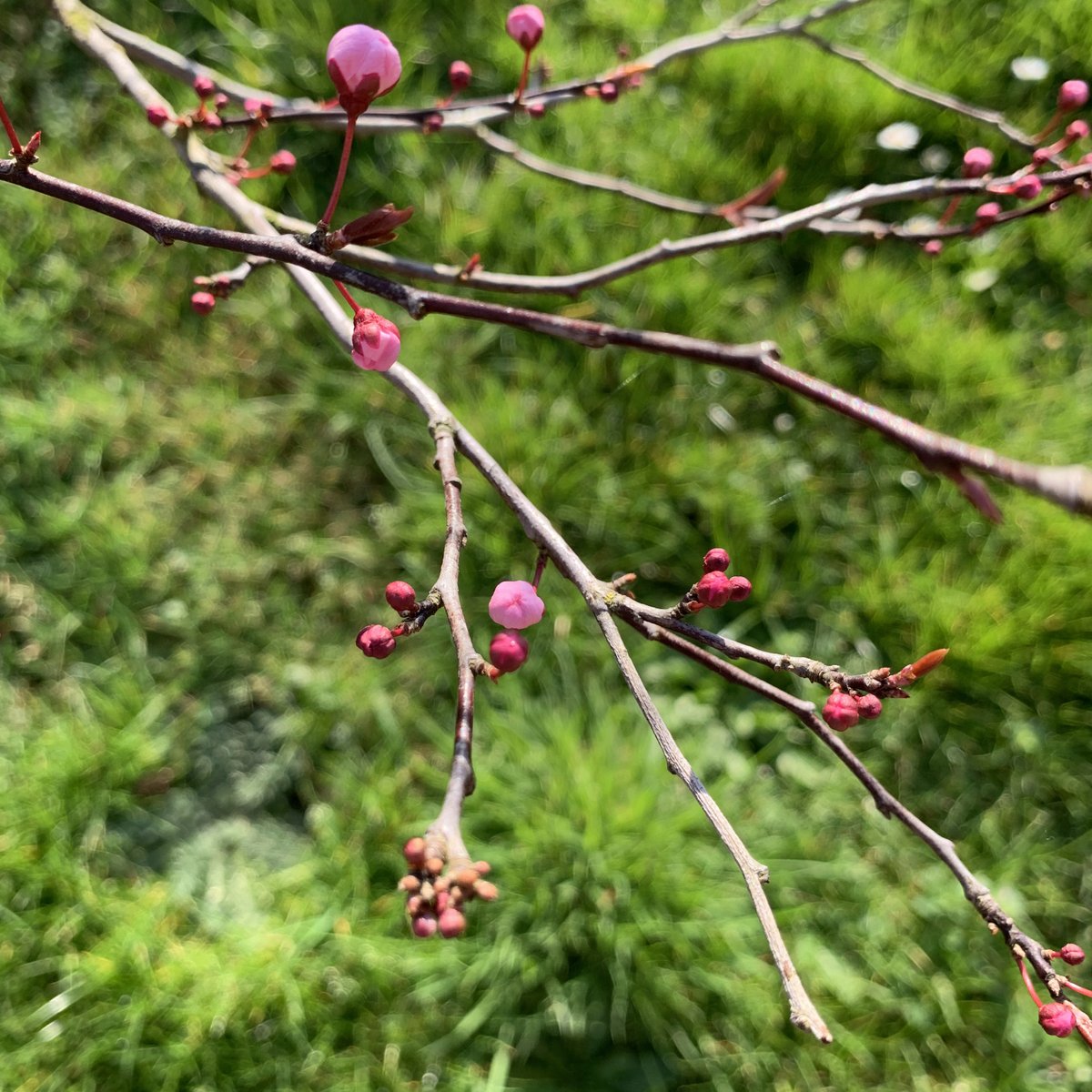 bowhayestrees's tweet photo. Oh I do so love the early signs of spring. Prunus cerasifera nigra with itโs tiny pink buds waiting to burst into life and sprinkle the garden with some beauty.
#earlysignsofspring #pinkblossom #prunuscerasifera #ornamentaltrees #gardentrees #gardening #hedging #treenursery https://t.co/klkdxZMrAI