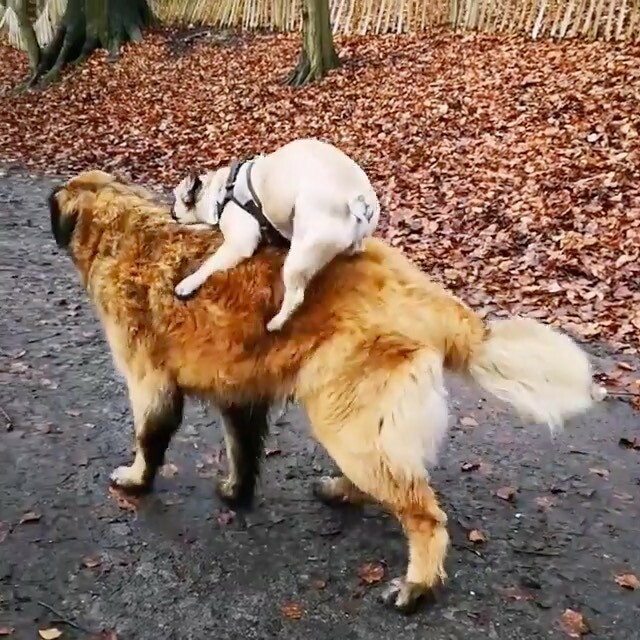 @elvisthefrenchbu got a little tried so hitched a ride on his buddy 😂
.
.
#funnydogs #puppydogvideos #stella_and_friends #toofunny #puppylove #frenchie #dogsrule ift.tt/2SsmICj