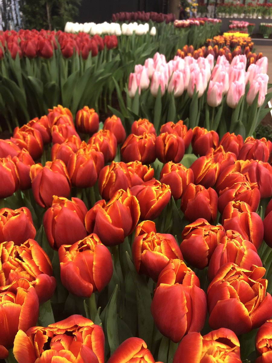 JorisRoskam's tweet photo. Hier word ik gewoon blij van. Prachtige tulpen #driebanflora #venhuizen https://t.co/JiaXhsUCwO