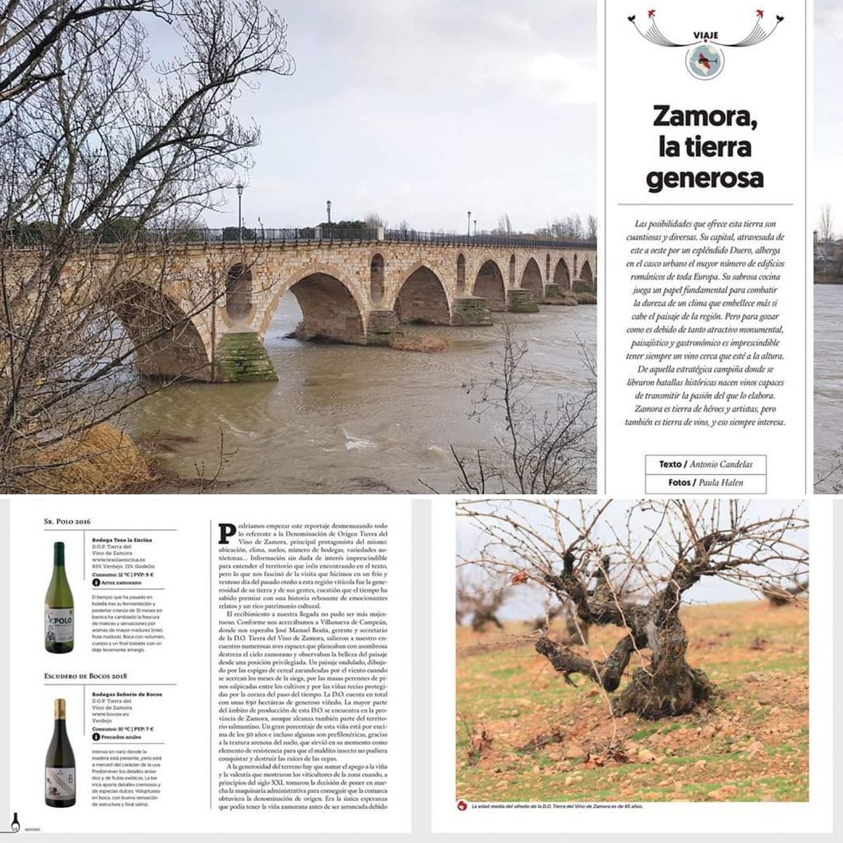 Bocoswine's tweet photo. Bonito reportaje sobre #TierradelVinodeZamora de la Revista @Mi_Vino En él una reseña de nuestro #vino blanco de autor #EscuderodeBocos #Verdejo envejecido en #barrica 
Realizado por el periodista Antonio Candelas @aclvillalta y la fotógrafa Paula Halen
https://t.co/zcyqLn6BP3 https://t.co/60AVVCWd2N
