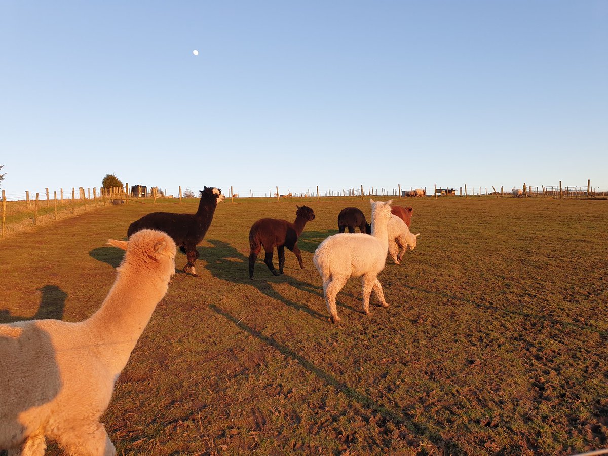 Lovely few days for alpaca trekking today #cornwall #alpacatrekking #alpacas #alpacatrekkingcornwall