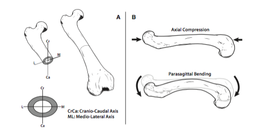 iobjournal's tweet photo. Functional Morphology and Morphological Diversification of Hind Limb Cross-Sectional Traits in Mustelid Mammals
by
P Parsi-Pour, B M Kilbourne
https://t.co/rFI3lpb32U
#mammals #limbs #fibular #tibial #bones #locomotor #morphology #morphological https://t.co/z67nNal2zE