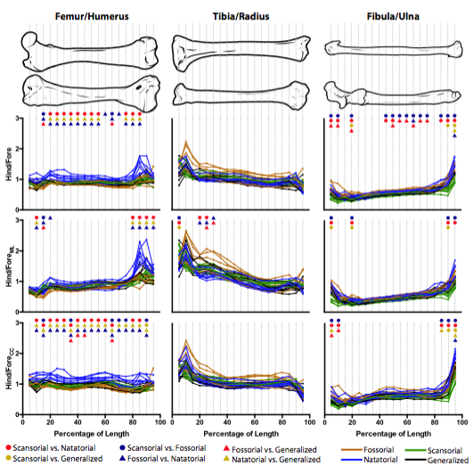 iobjournal's tweet photo. Functional Morphology and Morphological Diversification of Hind Limb Cross-Sectional Traits in Mustelid Mammals
by
P Parsi-Pour, B M Kilbourne
https://t.co/rFI3lpb32U
#mammals #limbs #fibular #tibial #bones #locomotor #morphology #morphological https://t.co/z67nNal2zE
