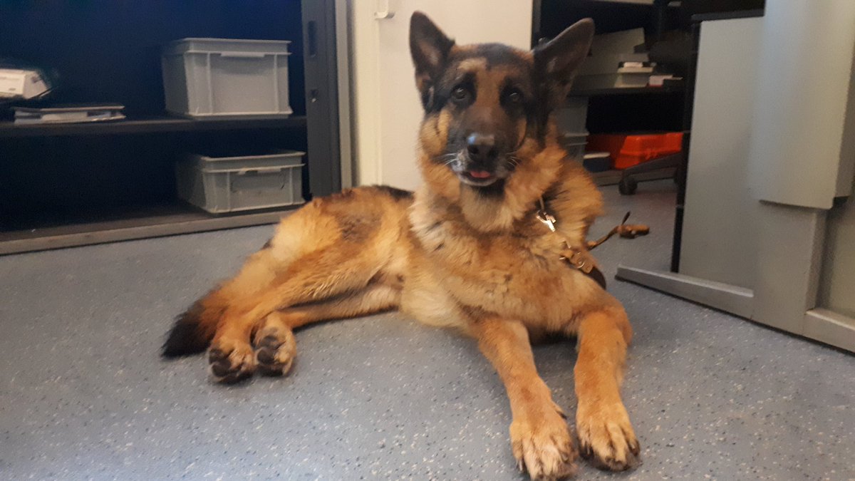 Wij zijn op zoek naar de eigenaar van deze hond. Hond is aangetroffen ter hoogte van het Zwarte pad. Bent u de eigenaar of weet u wie de eigenaar is? Bel 0900 8844.