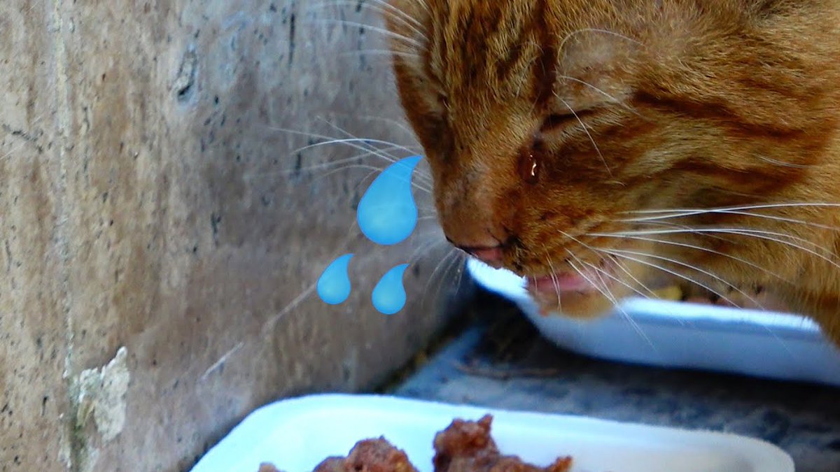 MeowMoeDotCom's tweet photo. Does the Stray #Cat #Cry For #Food? (Cute #Cats)
#Cats #Cat #Kittens #Kitten #Kitty #Pets #Pet #Meow #Moe #CuteCats #CuteCat #CuteKittens #CuteKitten #MeowMoe
#Ad #AdorableCats #CatCare #CatCry #CatCryForFood #CatCryForHelp
https://t.co/ck0mHnGem9
. https://t.co/mavekIoaSs