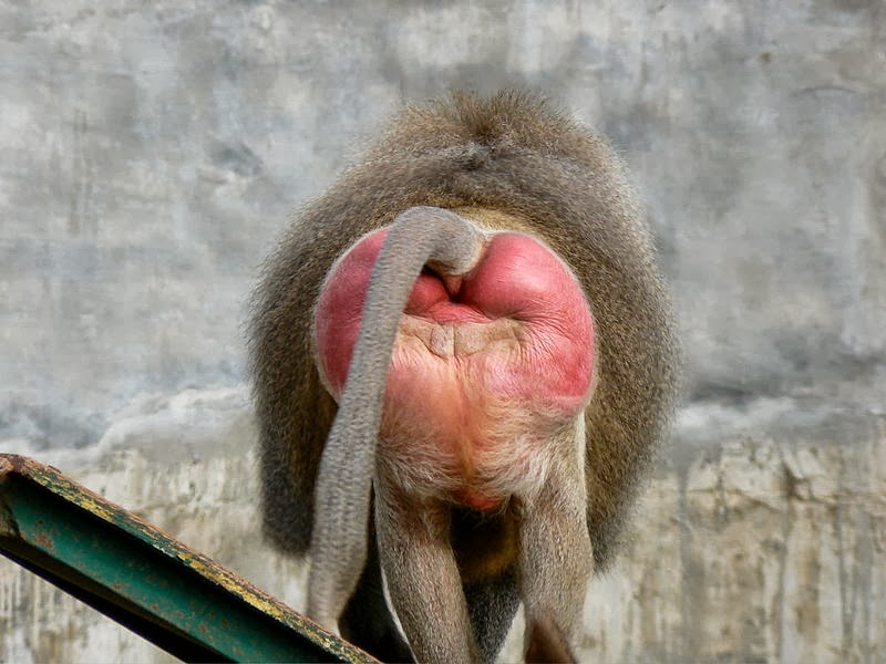 Gina660's tweet photo. @GwenGraham @TheRickWilson He's in heat.
#BaboonFace https://t.co/YMHdj4MvUh