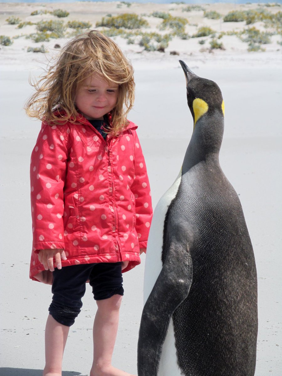 kymscott5's tweet photo. Just home from the #Fallklands, what a magical place. Anyone looking for a truly different teaching experience, in the state sector, Iβd highly recommend you look out for opportunities at @IJSCampEd Thanks to Jo Ford for all her work, hereβs her daughter & a curious king penguin! https://t.co/IZUkVhfVfL