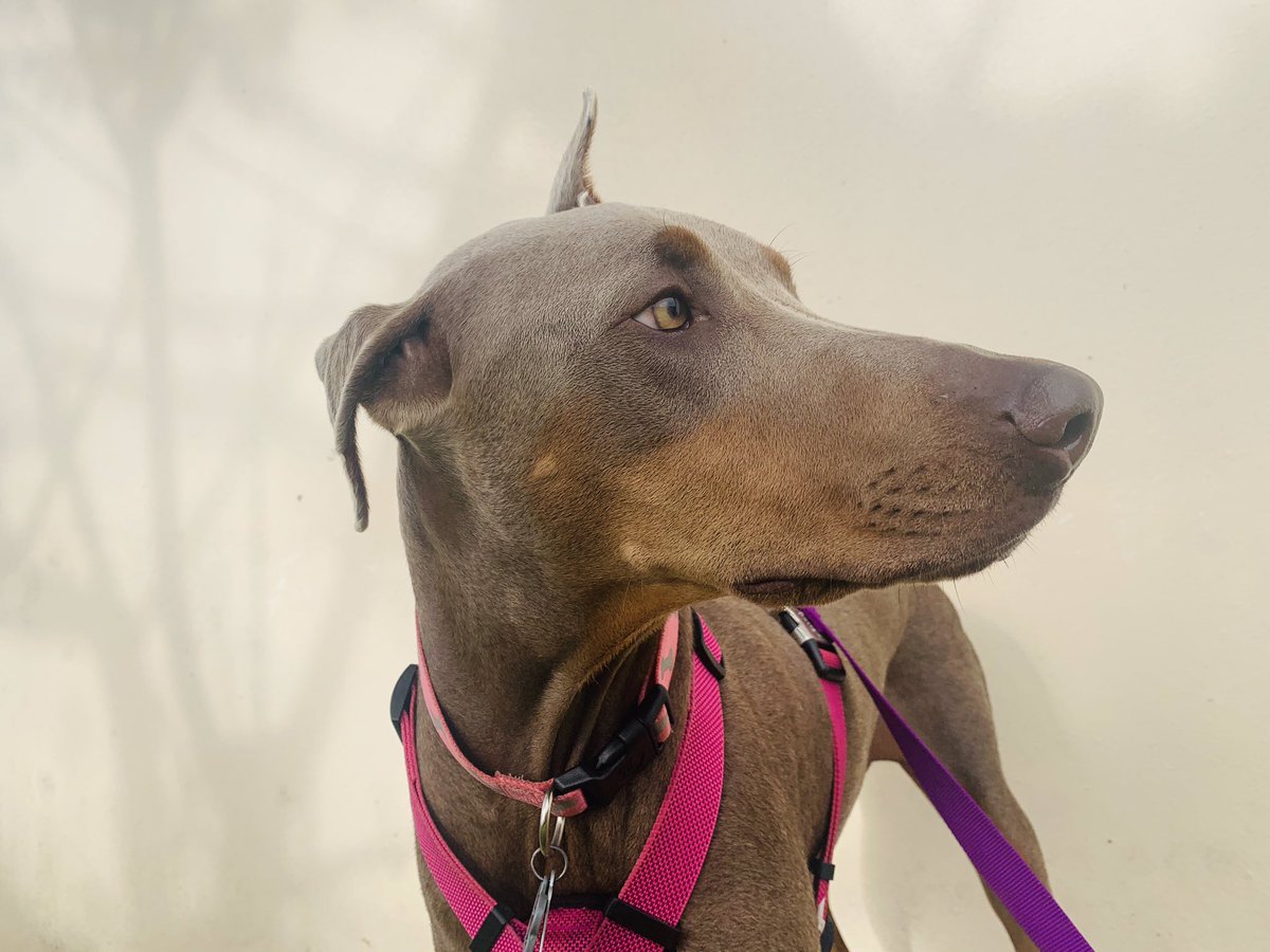 bark_pr's tweet photo. Luna, dóberman azul. #petsitter #petnanny #dobermanblue #puertorico #barkinnpr https://t.co/vRXivbN0ql