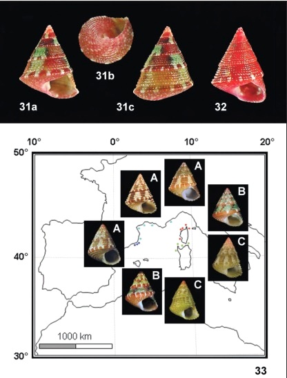 FemoraleShells's tweet photo. Distribution of Jujubinus baudoni (Monterosato, 1891) in the Mediterranean,https://t.co/hGBsMQSQsZ #trochidae #Mediterranean #biogeography #gastropod #mollusc #colourpattern https://t.co/x2q2zuo6Wv