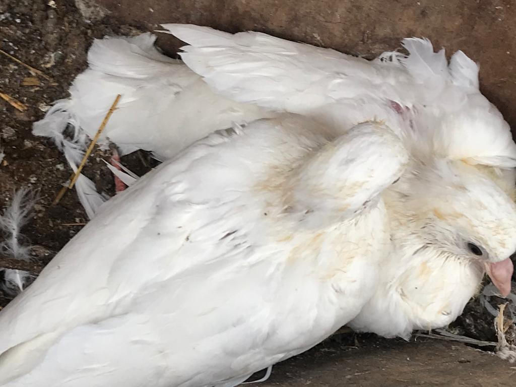 WalkHs2's tweet photo. #HS2evidence
Birds already nesting. These are the dove chicks here in our old chicken pen and I have seen the pied wagtail back here to nest and collared doves building nests this morning π³π³ https://t.co/vqq8rvigrw
