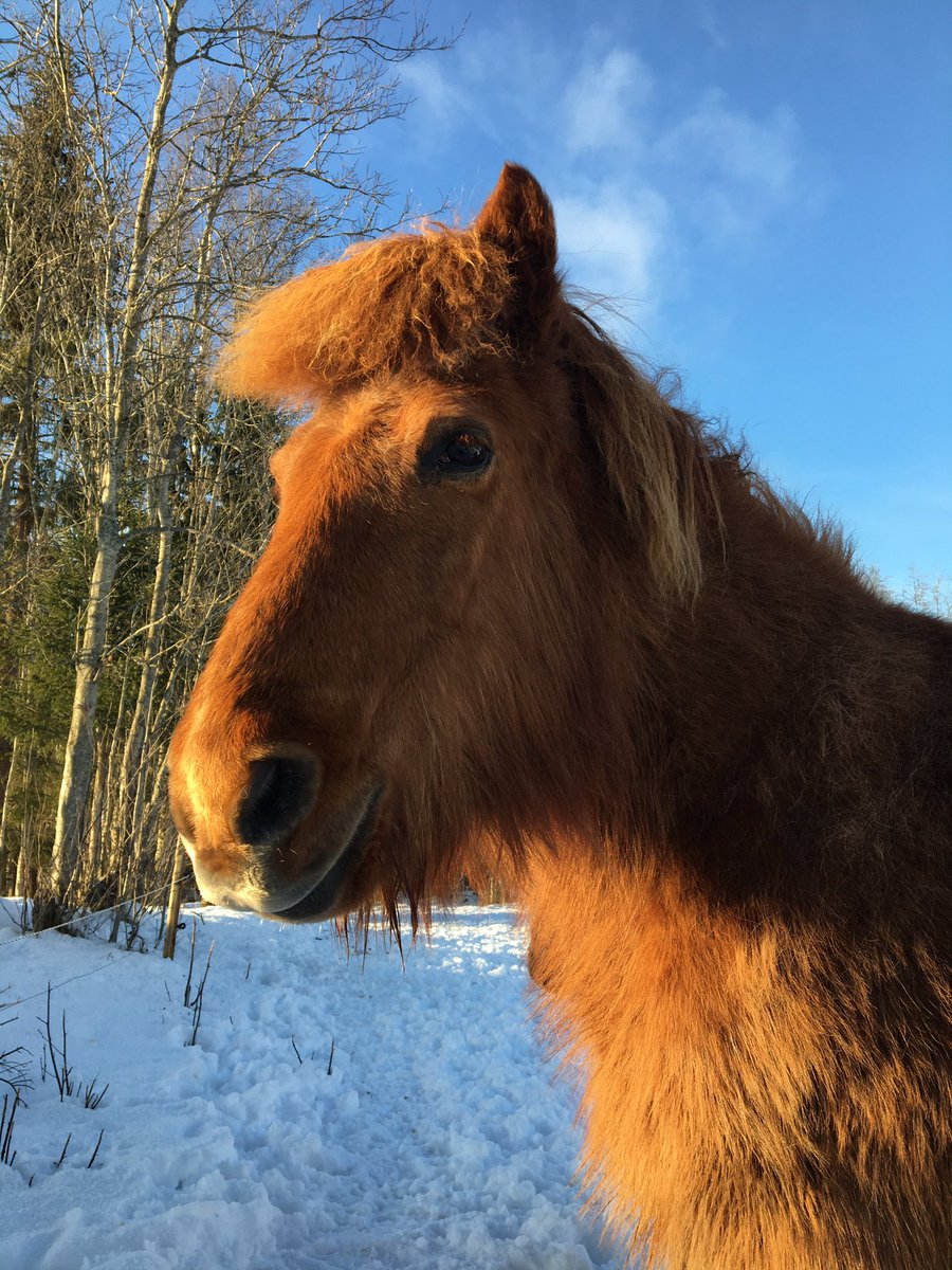 hheurlin's tweet photo. Avstressar i stallet! Ljuvlig vinterdag med sol och snö! #islandshästar #hallsgård #hassela https://t.co/MJUlBIKbr7