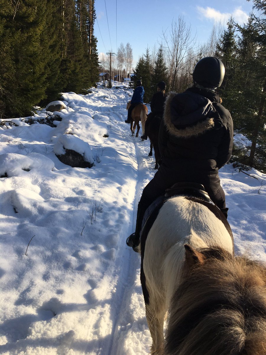 hheurlin's tweet photo. Avstressar i stallet! Ljuvlig vinterdag med sol och snö! #islandshästar #hallsgård #hassela https://t.co/MJUlBIKbr7