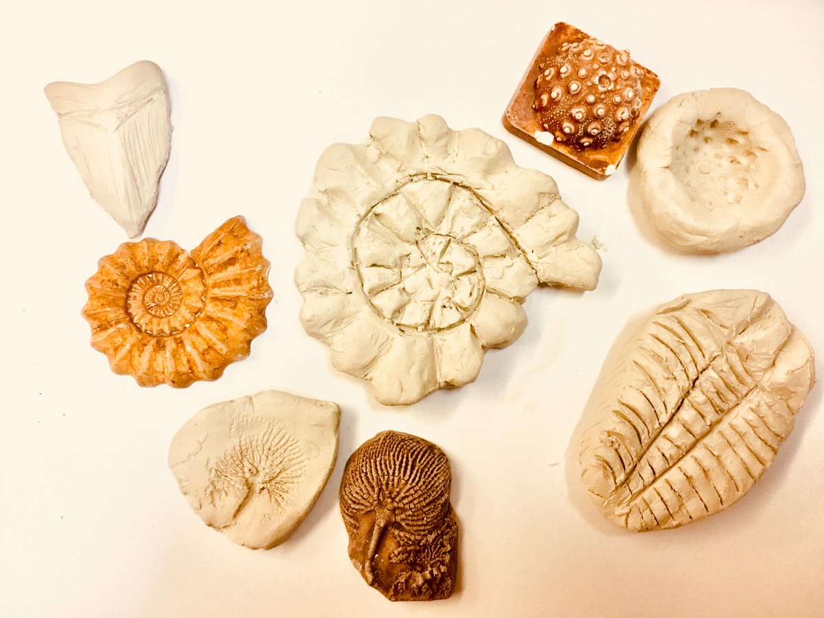 MuseumandArt's tweet image. Our half term craft workshop FANTASTIC FOSSILS is on right now!
To take part simply drop-in anytime between 11am &amp;amp; 3pm.
Only £3 per child!
For more info: bit.ly/2OEIBgr
#fantasticfossils #februaryfun #halfterm