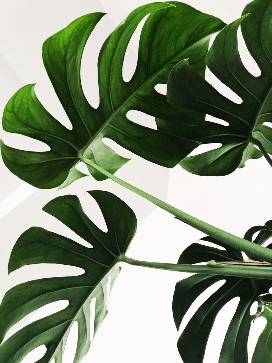 𝘔𝘰𝘯𝘴𝘵𝘦𝘳𝘢 𝘥𝘦𝘭𝘪𝘤𝘪𝘰𝘴𝘢 is one of the most loved houseplants. Check out the latest article in DISCOVER to learn more about it | candidegardening.com/share/story/57…⁣
⁣
#FeaturedHouseplant #Monstera #SwissCheesePlant #IndoorPlant #Houseplant #CandideAppZA #GardeningApp