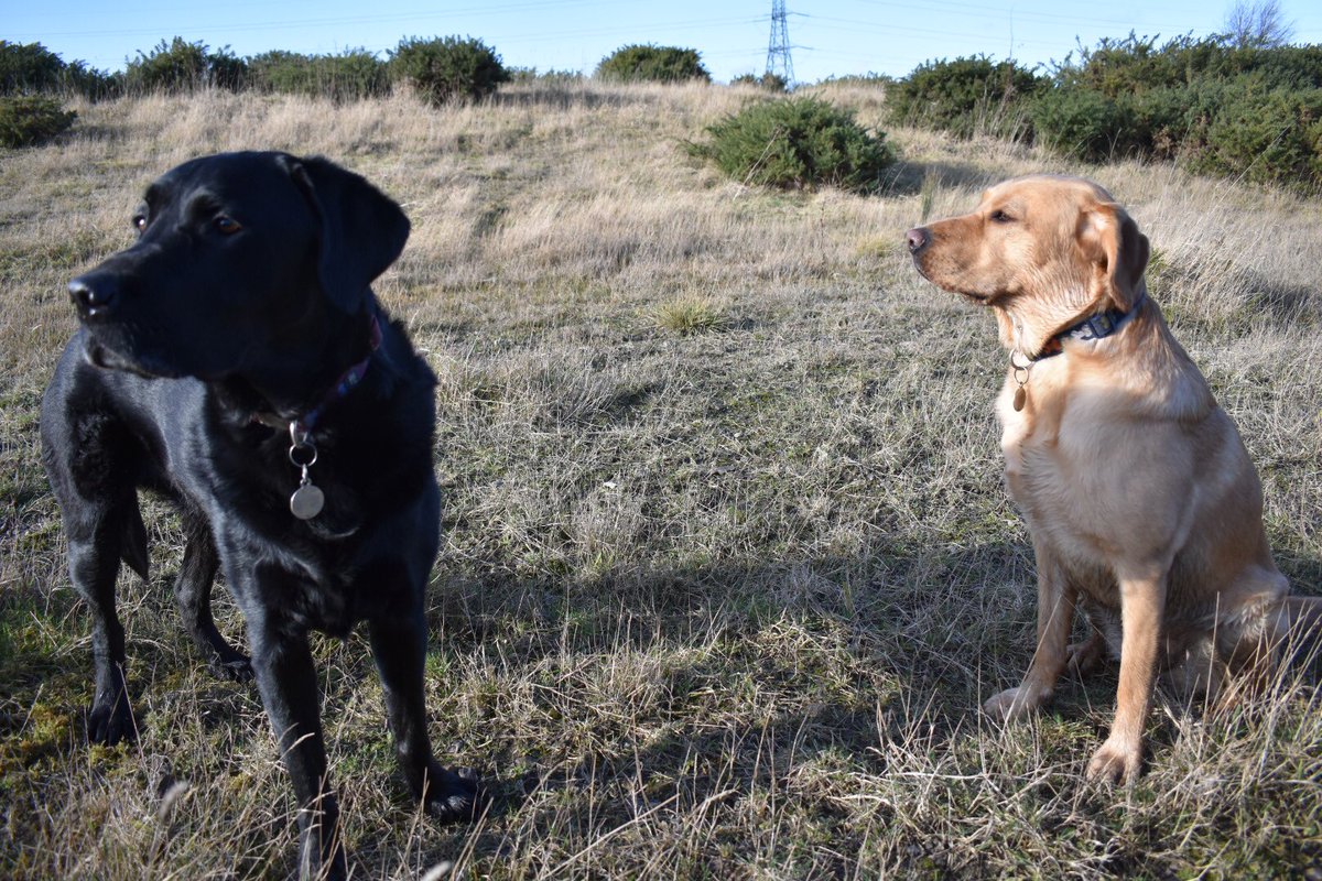 arlothelabrador's tweet photo. Me and @CarterLabrador me is wanting her to #hurryup got dog things to do #humumhurry 🤪 #dogsoftwitter https://t.co/DP9SxtLN9B