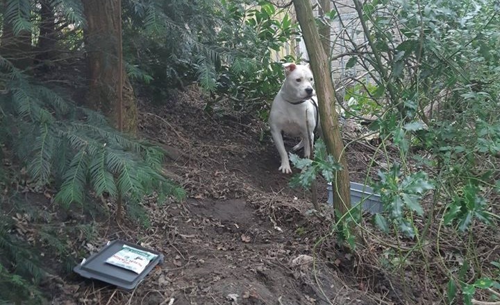 Hond vastgebonden aan boom en achtergelaten in Enschede .