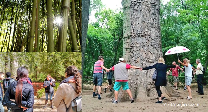 🌱"Este jardín de #Aranjuez constituye sin duda uno de los paseos más agradables que hay en Europa, (...) vagando entre sus laberintos de vegetación y flores, distrayéndome del mejor modo posible entre las riquezas botánicas del viejo mundo y del nuevo".
Jean-Francoise Sourgoing.