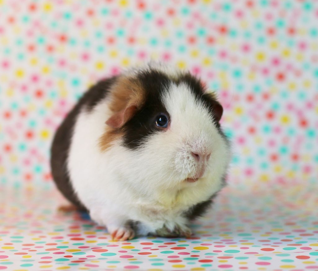 DeMannies's tweet photo. Cuteness overload, am I right? โบ๏ธ
#guineapig #animal #pet #cute #cavy #nature #foodie #funanimal https://t.co/PKzIPcXCKI