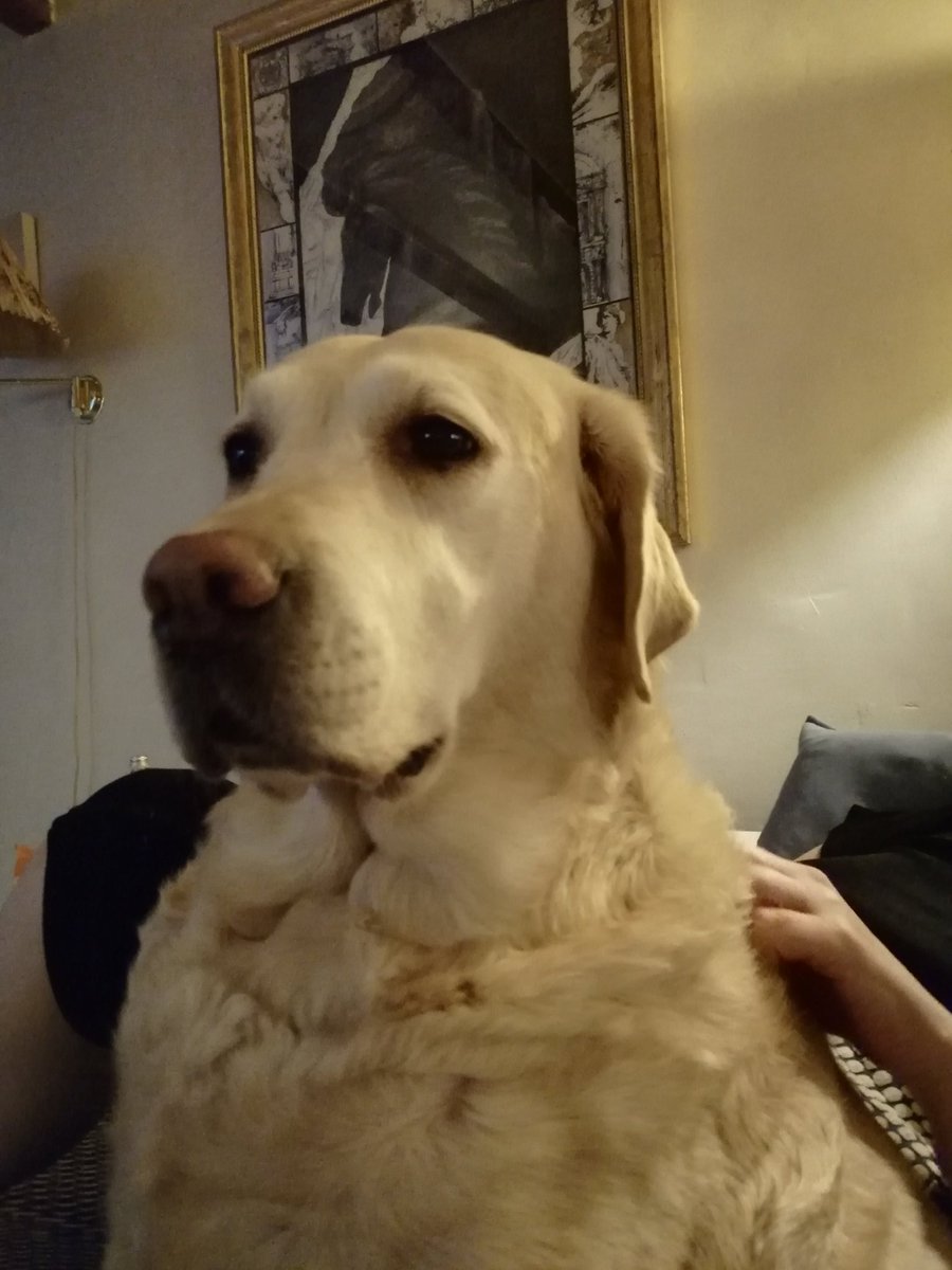 FantasySchaefer's tweet photo. Ashley wรผnscht euch eine gute und friedvolle Nacht๐๐พ #goodnight #labrador #sleeping #dogs #writersanddogs #ruhrgebiet https://t.co/kGHGPJe9qt
