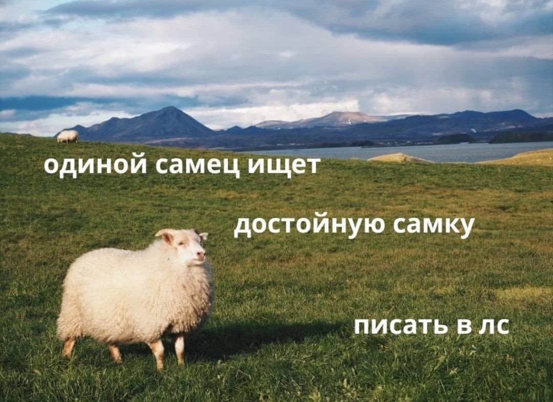 Когда пошёл на Зов сердца картинка с бараном