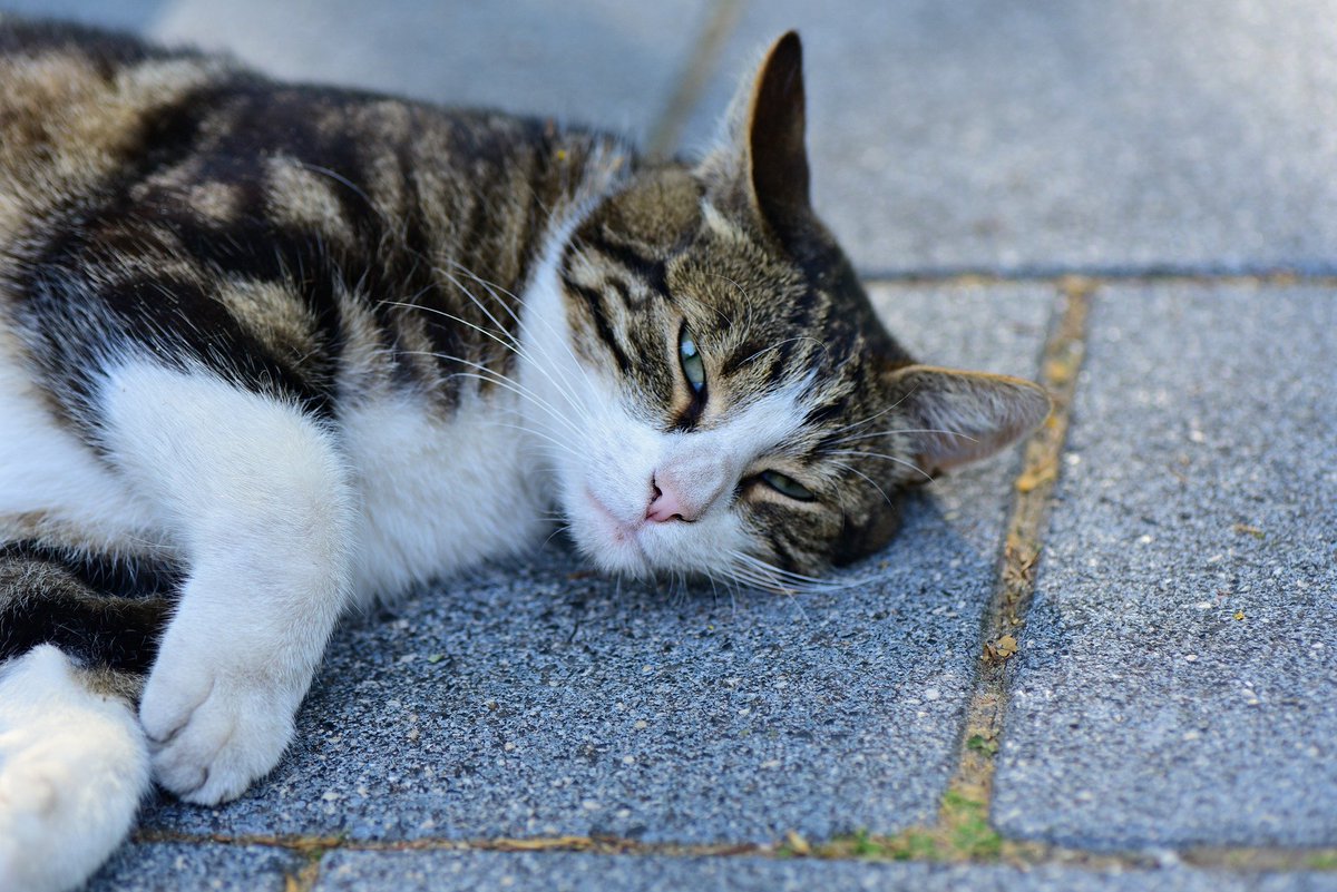 CbdProvidence's tweet photo. We are pet friendly and all your #furbabies  are welcome! 🐱🐶 Dogs and cats have an endocannabinoid system just like us. They too can enjoy benefis in mood, sleep, and pain. #Caturday https://t.co/NCtPJyStCC