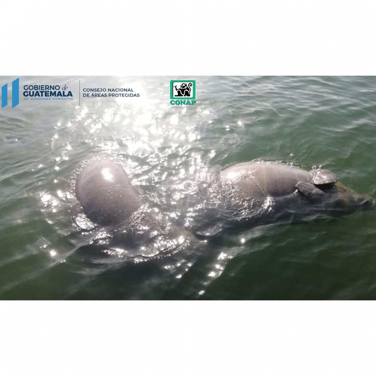 CONAPgt's tweet photo. Favor tomar las debidas precauciones y denunciar si observan algo fuera de lo normal que sea una amenaza para la población de manati.
La conservación se los agradecerá.

Parque Nacional Rio Dulce Izabal
Consejo Nacional De Areas Protegidas 3/3 https://t.co/02LnNEat9e