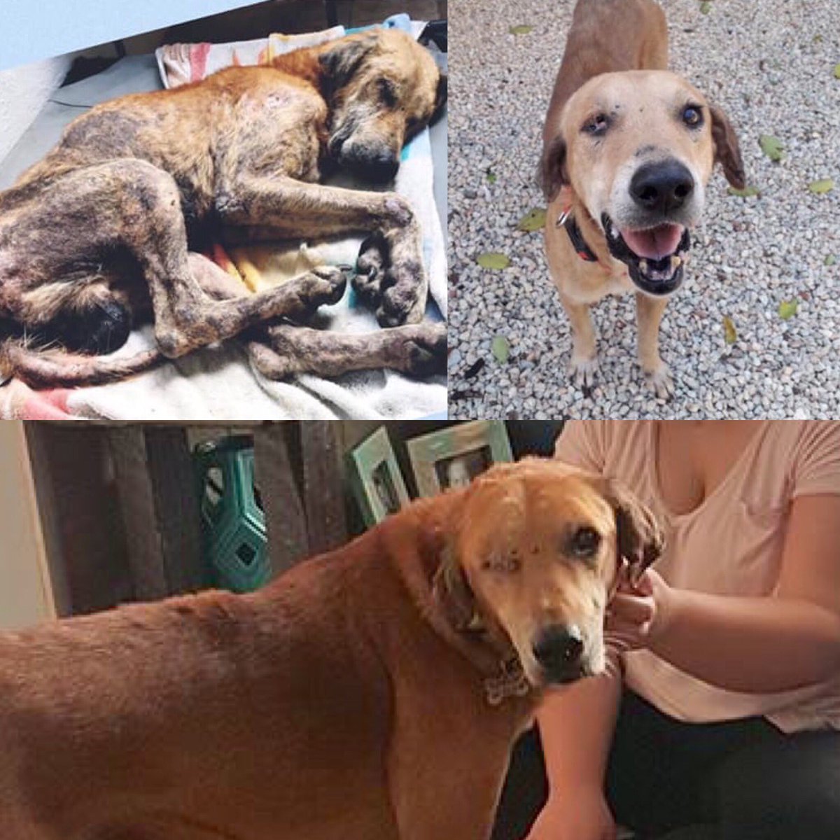 RescueCb's tweet photo. Poncho, Hope, Stella, Jasper... they would not have a home if it wasn’t for #flightangels. Finding homes for them = more animals can be taken in, spayed/neutered, vaccinated and helped.
#westjet please work with rescues like us to continue making this possible.
#AdoptDontShop https://t.co/fqLox6erwU