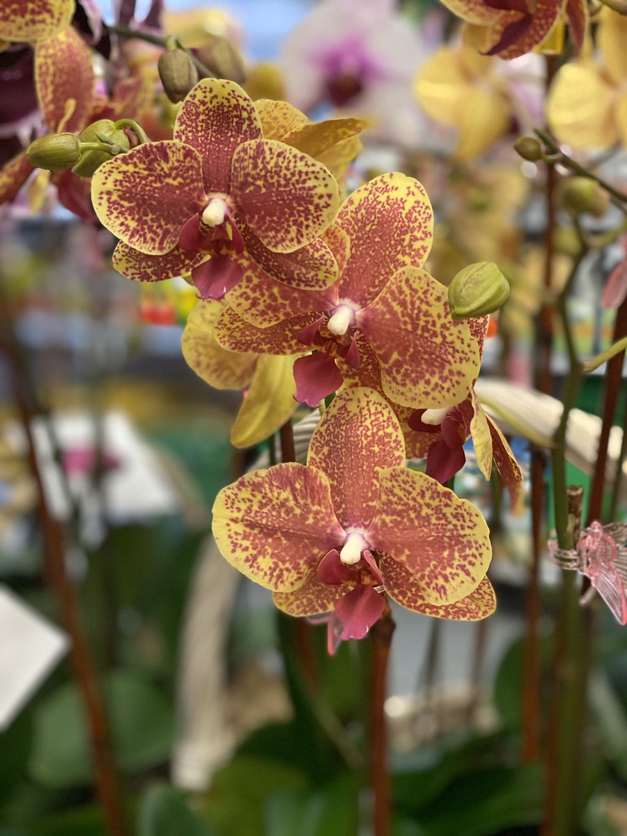 LukasNursery's tweet photo. Today through Valentine’s Day, choose from a wide selection of orchid arrangements. Make her heart flutter with the pure beauty and elegance of these premium orchids presented by the renowned Chapman’s Orchids. #lukasnursery #orchids #valentines https://t.co/PdCIOKQ1HE