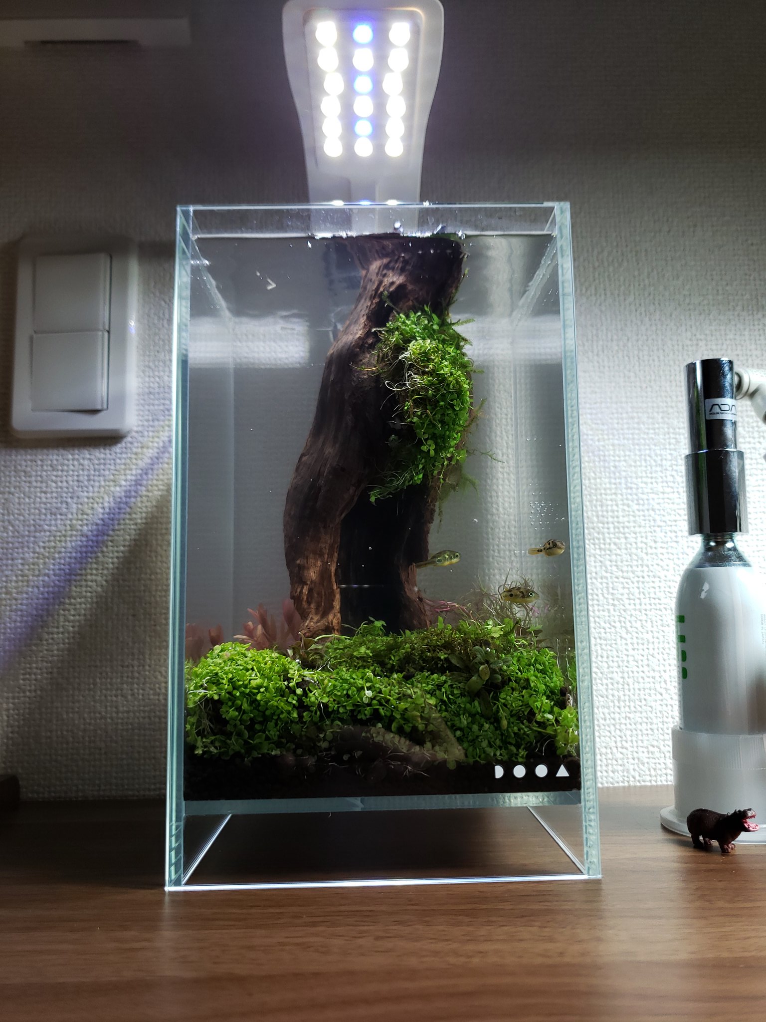 【新品・未開封】DOOA ネオグラスエア300×300×450 水槽 ADA DOOA 水槽 ネオグラスエア 美品 - メルカリ