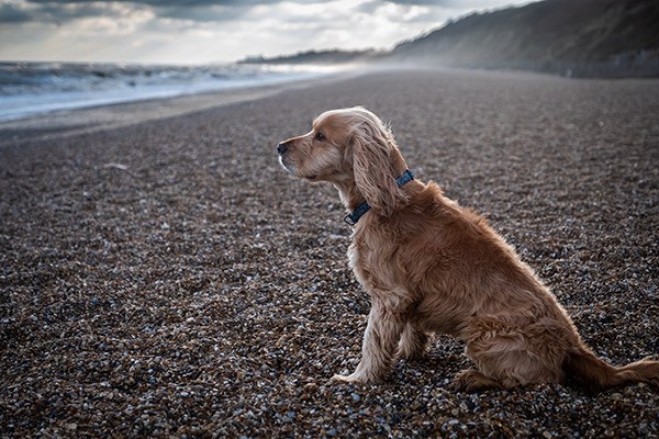 coastmag's tweet photo. Take a look at this cosy dog-friendly pub just a few minutes walk from pebble beach of historical Dunwich... #perfectpub https://t.co/RdxvZshcyj
~
#dunwich #seaside #suffolk #pub #suffolkpub #ukcoast https://t.co/mXWHjvttPf