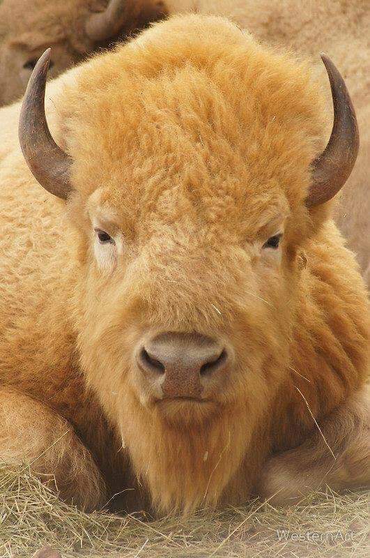 AmericansJohn's tweet image. White Buffalo!!!