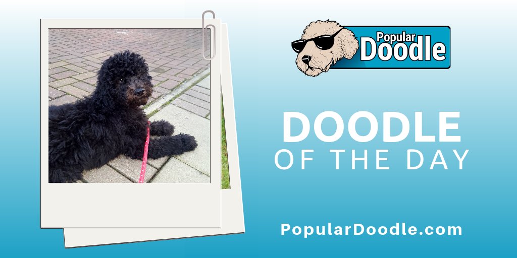 popular_doodle's tweet photo. “Love is a four-legged word”
⁣
📷 @alondonstation 

#populardoodle #labradoodle #labradoodlelove #labradoodlelife #labradoodlepuppy #labradodlelovers #labradoodles #minilabradoodle #labradoodlelover #labradoodleselfie  #labradoodlesrock #labradoodlesrule #doodles #doodle https://t.co/BPjE0a7gyb