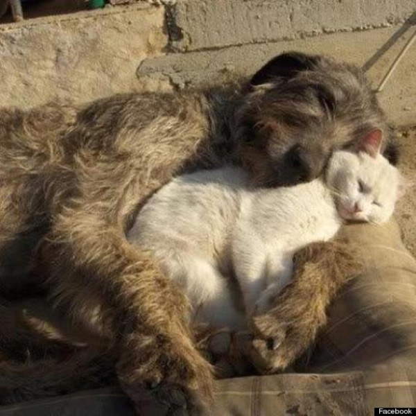 Ravious101's tweet photo. https://t.co/p7wYns5JTZ
These pictures capture that perfect heartwarming moment that can only be defined as love. We know it when we see it and it always gives us a warm fuzzy feeling. https://t.co/52EkzsrzNY