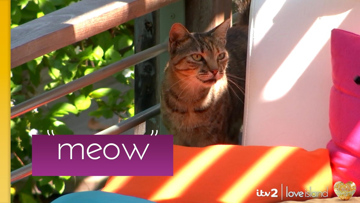 Absolutely, Wallace the cat, we couldn’t agree more
 #LoveIsland