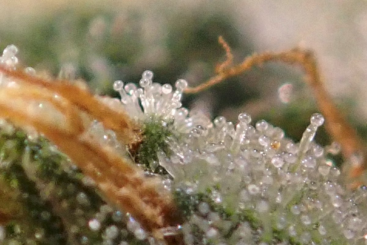 greenfusionled's tweet photo. I ๐๐ #trichomes ๐ โฃ
โฃ๐ถ๐ถ#dogwalkerOG ๐ฆฎ๐ฆฎ๐โ๐ฆบ๐พ๐ฉ๐พโฃ
โฃDAY 45โฃ
โฃโฃ
โฃ#SaturdayVibes #weedlife #WeedLovers #weedsmokers #puffpuffpass #SnoopDog #SnoopDogg #STONER https://t.co/128Ykw6ppc