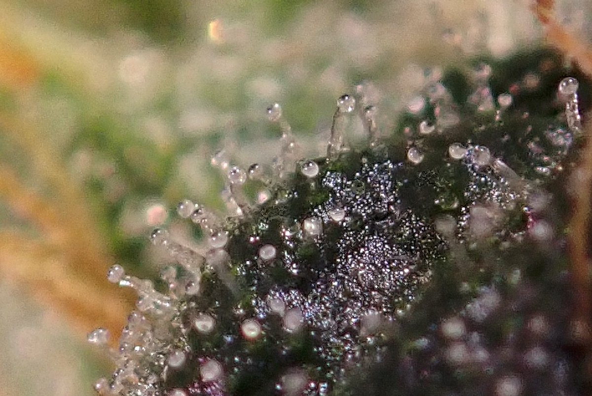 greenfusionled's tweet photo. I ๐๐ #trichomes ๐ โฃ
โฃ๐ถ๐ถ#dogwalkerOG ๐ฆฎ๐ฆฎ๐โ๐ฆบ๐พ๐ฉ๐พโฃ
โฃDAY 45โฃ
โฃโฃ
โฃ#SaturdayVibes #weedlife #WeedLovers #weedsmokers #puffpuffpass #SnoopDog #SnoopDogg #STONER https://t.co/128Ykw6ppc