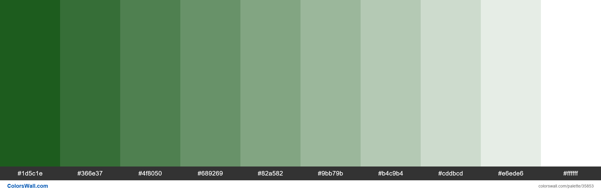 colorswall-on-twitter-tints-xkcd-color-bottle-green-044a05-hex