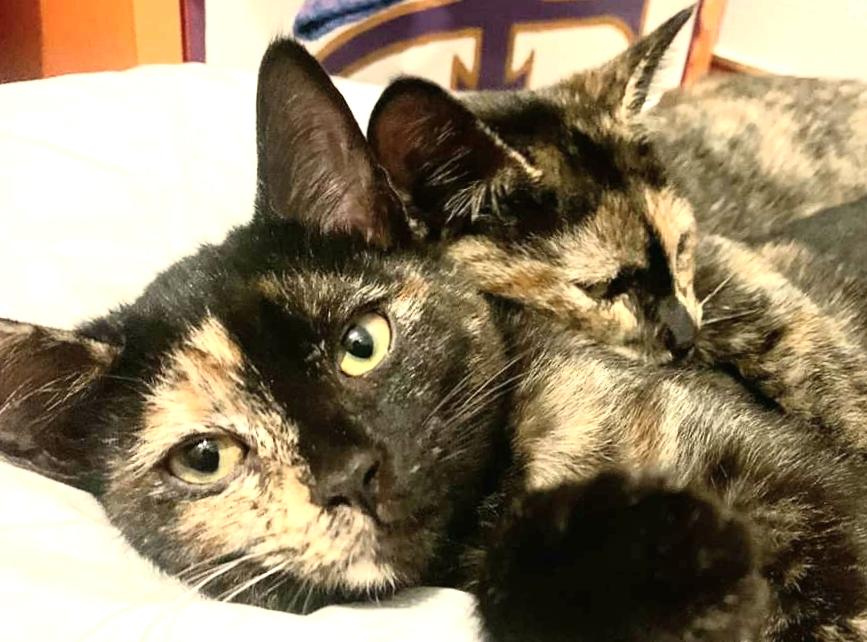 kittybungalow's tweet photo. Maverick & Wildcard🃏 #MaxRelax #CamoKitties #SaturdayVibes #catsofinstagram #Caturday #SaturdayMorning https://t.co/6wokzmc2CE