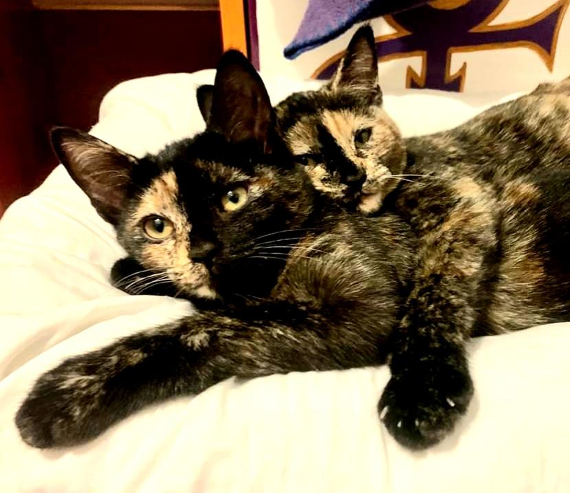 kittybungalow's tweet photo. Maverick & Wildcard🃏 #MaxRelax #CamoKitties #SaturdayVibes #catsofinstagram #Caturday #SaturdayMorning https://t.co/6wokzmc2CE