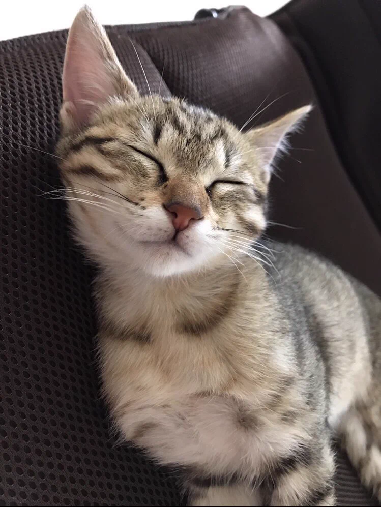 ペットを金額で判断する残念な考え・拾った猫も同じ命・可愛いに値段は関係ない！！